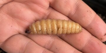 El gusano barrenador afecta principalmente al ganado, aunque en los últimos meses se han confirmado contagios humanos en diversas entidades del país.