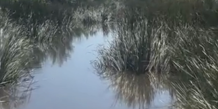 Nicanor Moyeda señaló que la falta de limpieza en los arroyos contribuye a los problemas de inundación en colonias bajas de Piedras Negras.