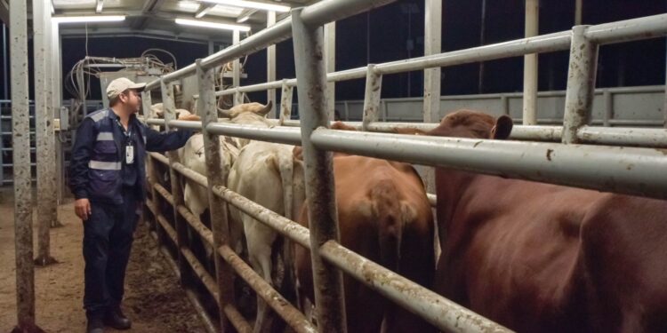 El primer caso humano de miasis por gusano barrenador en Coahuila fue confirmado en un veterinario de 84 años, en Saltillo.