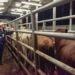 El primer caso humano de miasis por gusano barrenador en Coahuila fue confirmado en un veterinario de 84 años, en Saltillo.