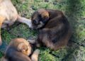 Aumentan reportes de perros infestados de garrapatas en Piedras Negras.