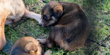Aumentan reportes de perros infestados de garrapatas en Piedras Negras.