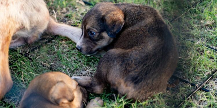 Aumentan reportes de perros infestados de garrapatas en Piedras Negras.