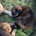 Aumentan reportes de perros infestados de garrapatas en Piedras Negras.