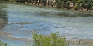 Crecen islotes y vegetación en el río Bravo; advierten sobre efectos de la sequía en la frontera.