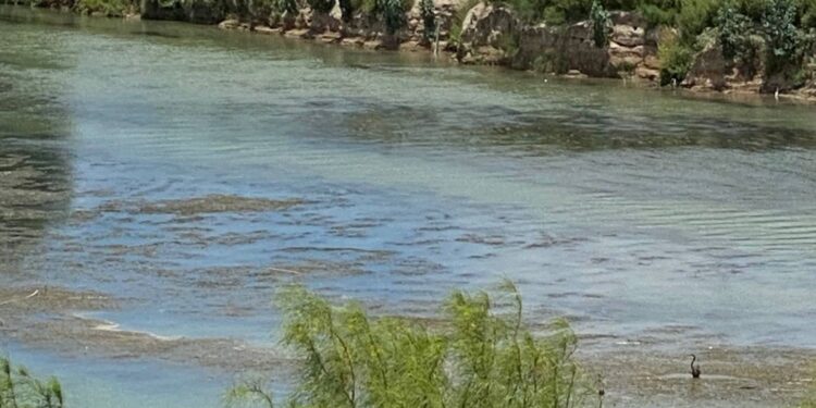 Crecen islotes y vegetación en el río Bravo; advierten sobre efectos de la sequía en la frontera.
