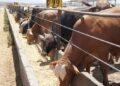 Confirman reapertura gradual de la frontera para exportación de ganado.