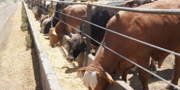 Confirman reapertura gradual de la frontera para exportación de ganado.