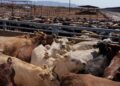 Acuña espera autorización de EU para reactivar exportación de 20 mil reses.