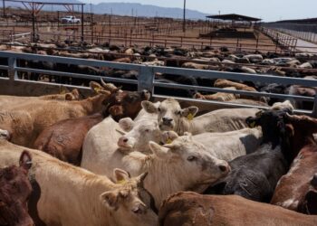 Acuña espera autorización de EU para reactivar exportación de 20 mil reses.