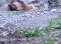Perro rescatado en Saltillo habría caído a una zanja; investigación continúa.