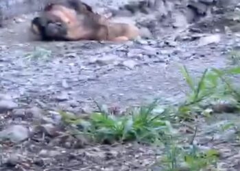 Perro rescatado en Saltillo habría caído a una zanja; investigación continúa.