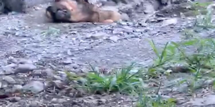 Perro rescatado en Saltillo habría caído a una zanja; investigación continúa.