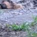 Perro rescatado en Saltillo habría caído a una zanja; investigación continúa.