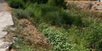 El arroyo El Soldado, en el sector del Edén, Las Argentinas, y colonias aledañas lucía completamente lleno de vegetación ayer martes 29 de septiembre, antes de las lluvias de la madrugada de este miércoles.