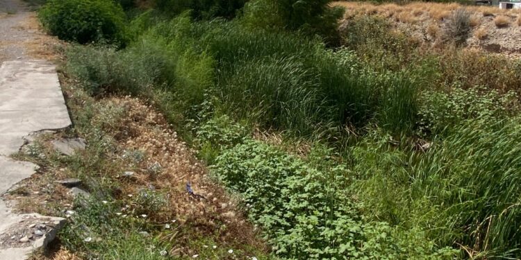 El arroyo El Soldado, en el sector del Edén, Las Argentinas, y colonias aledañas lucía completamente lleno de vegetación ayer martes 29 de septiembre, antes de las lluvias de la madrugada de este miércoles.